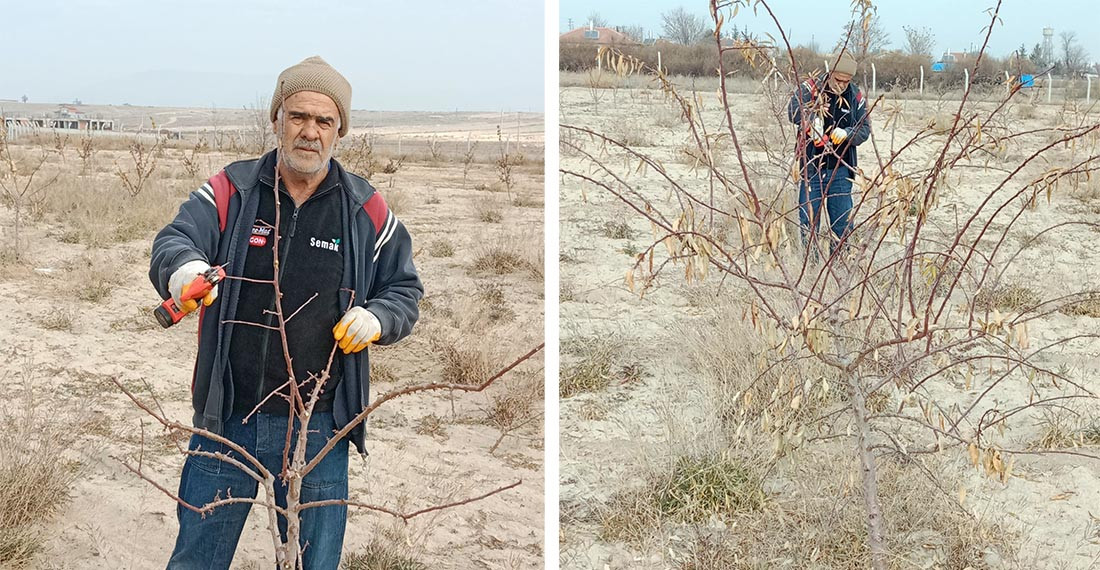 Tuzlukçu’da Badem Ağaçları Budama Sezonu Başladı 